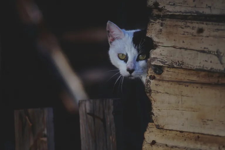 A cat looking around a corner